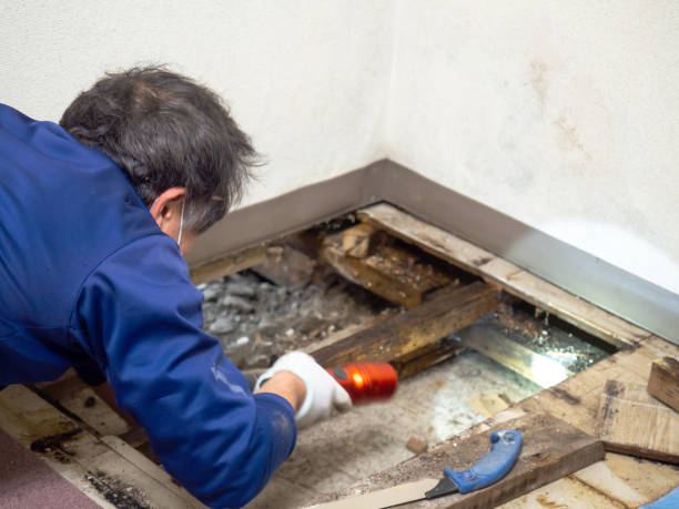 Best Same-Day Mold Removal  in Danbury, CT
