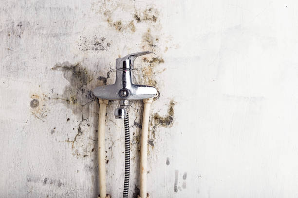 Best Emergency Mold Removal  in Danbury, CT