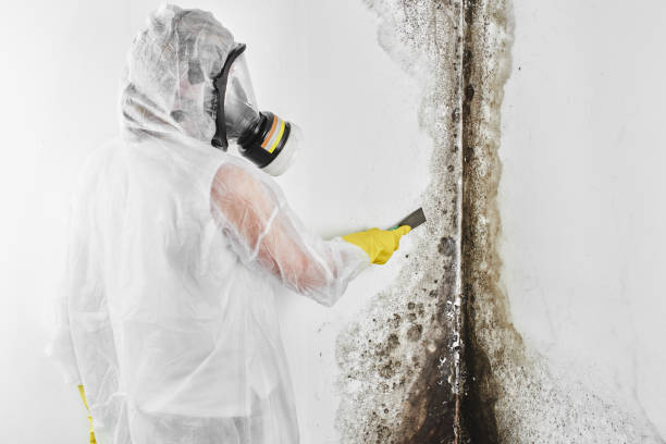 Home Mold Removal in Danbury, CT