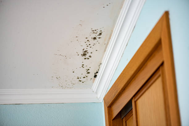 Best Mold Removal Near Me  in Danbury, CT