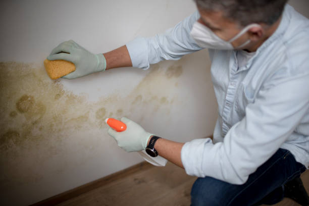 Best Best Mold Removal Companies  in Danbury, CT