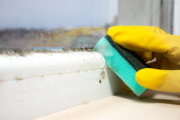 Best Mold Remediation  in Danbury, CT