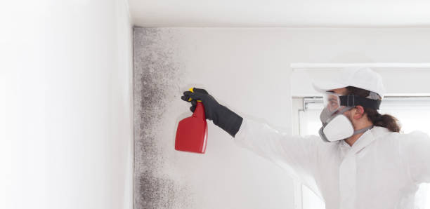 Best Home Mold Removal  in Danbury, CT