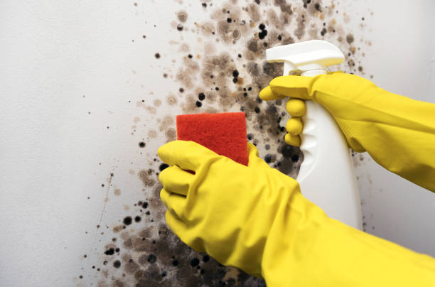 Best Mold Testing  in Danbury, CT