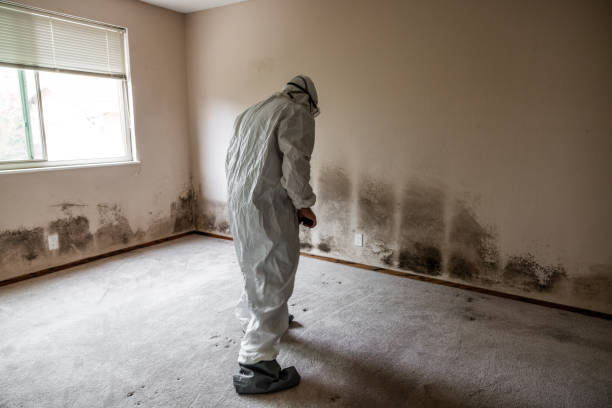 Best Local Mold Removal Service  in Danbury, CT