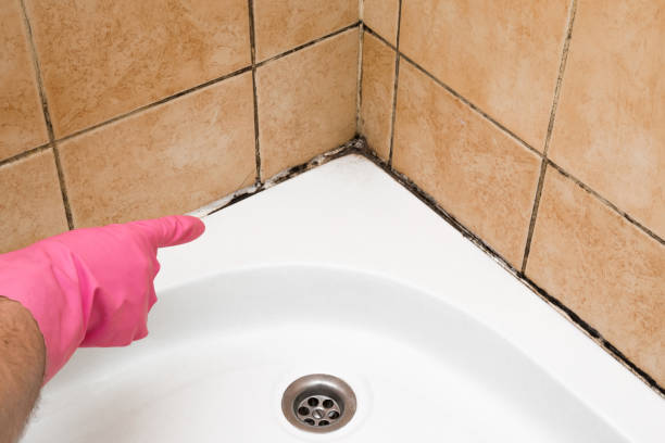 Best Professional Mold Removal  in Danbury, CT